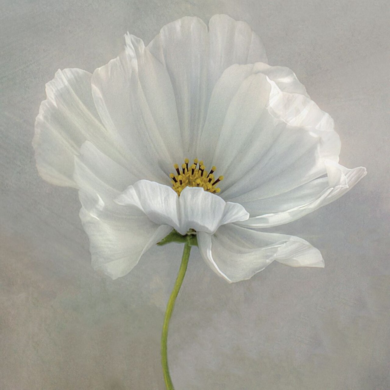 Daisy Detail Poster Print by Mandy Disher - Item # VARPDX19779